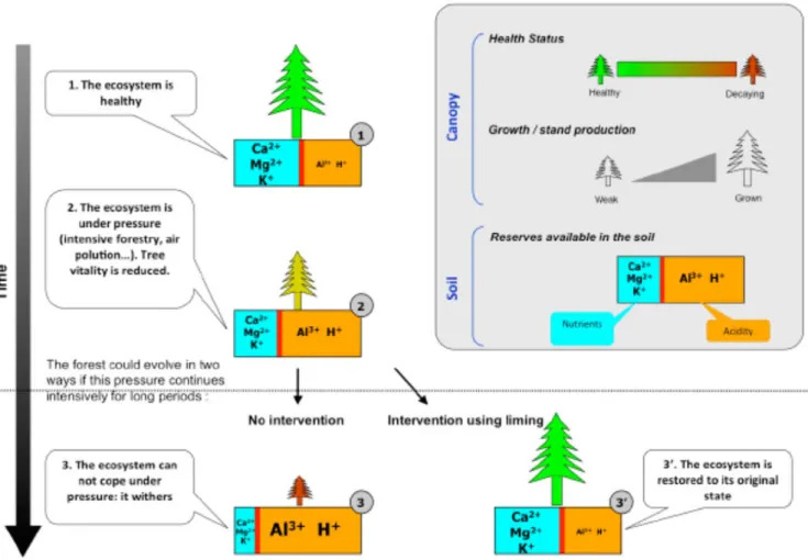 Figure 1. Possible evolution scenarios for a low mineral fertility forest ecosystem faced with external pressures such as   