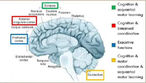 Figure 2. AD: neural correlates 
