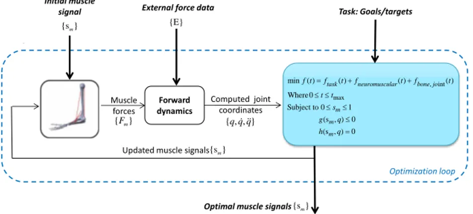 Figure 9: Trajectory-Optimization methods. The optimization process directly computes the muscle control signals according to the minimization of a cost function and targets