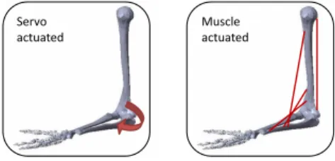 Figure 3: Commonly used musculotendon model for muscu- muscu-loskeletal simulations. Inspired from [Zaj89] [EMHvdB07].