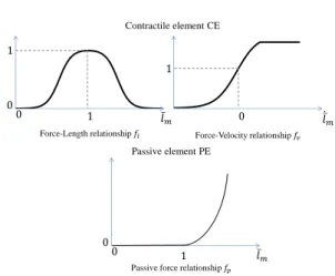 Figure 4: Force generation capacity of muscles. Inspired from [RAPC10] [EMHvdB07].