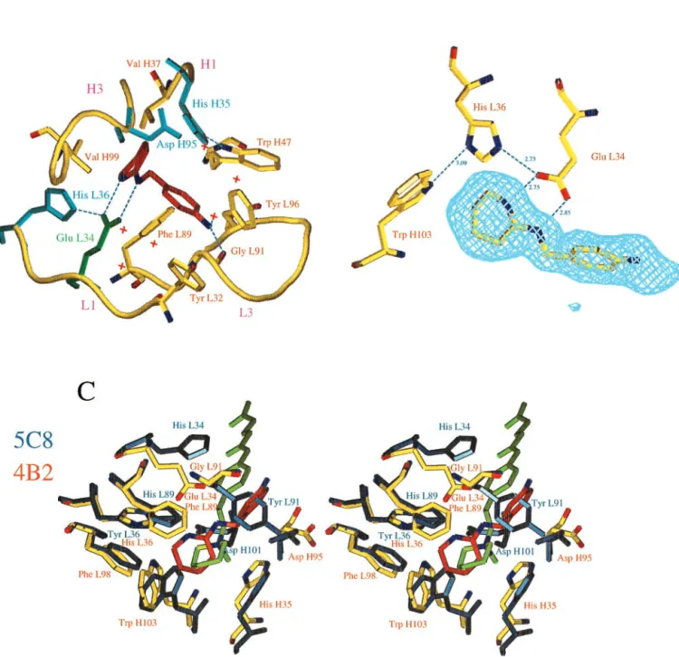 Fig. 2. (A) Schematic view of the active site of the 4B2-1b complex. The ligand is in red; water molecules are indicated as red crosses; Glu L34 is indicated in green; the other polar residues are represented in blue