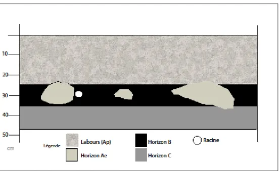 Figure 3.4 Profil stratigraphique du site CjEd-8 