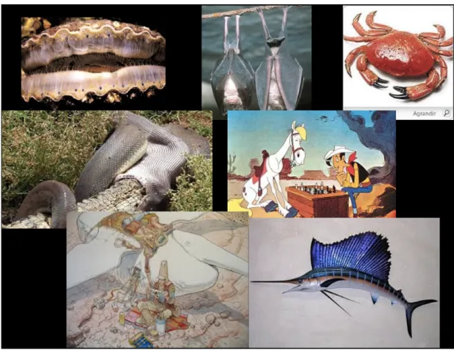 Figure 4: Mood board from Case 2 displaying inspirations in terms of physical sensations  such as wet crabs, fish, that conveyed smooth, sliding, to the point of slimy sensations and  imaginary references: cartoons showing a partnership between the person 
