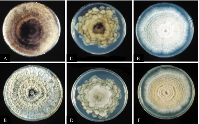 Fig. 4. Morphology of Monilinia spp. colonies grown on 4% PDA (10 days, 12 h light / 12 h dark at  22°C) (Lane, 2002)