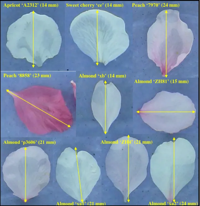 Fig. 5. Diversity of petal morphology among Prunus sp genotypes tested.  