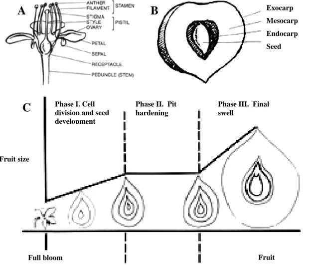 Fig. 1. Physiology of peach. (Adaskaveg et al., 2008)  (A)  Diagram of a peach flower