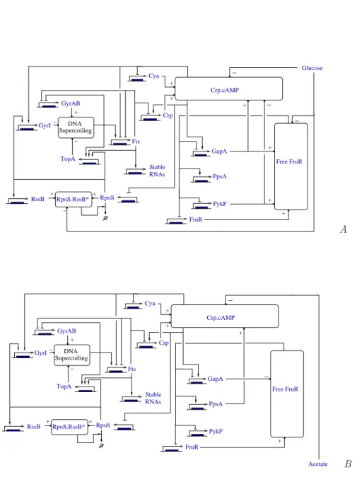 Figure 4: Gene regulatory networks for the glycolytic (A) and gluconeogenic case (B), obtained from the network of biochemical reactions shown in Fig