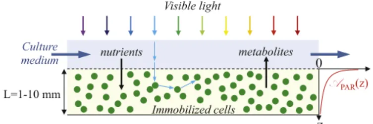 Fig.  1. Schematic  of  immobilized-cell  PBR  with  nutrient medium  ﬂowing above  im-  mobilized  cells  suppling  fresh nutrients and removing metabolites