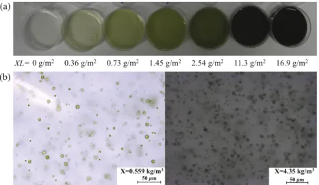 Fig. 2. (a) Color photographs of seven immobilized P. kessleri samples with areal biomass concentration XL ranging from 0 to 16.9 g/m  2 and (b) micrographs of the  immobilized-cell ﬁlms  with biomass  concentration X equal  to 0.559 and 4.35 kg/m 3 