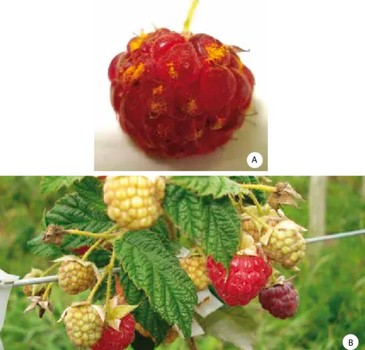 Figura 4. Incidência  de  ferrugem  (Pucciniastrum  americanum  (Farl.))  (A)  e                        mofo-cinzento (Botrytis cinerea) em frutos de framboesa (B).
