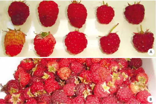 Figura 6. Frutos em diferentes estágios de maturação (A) e ponto de colheita                     dos frutos de framboesa (B).