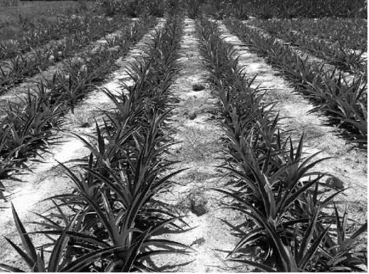Figura 4.  Unidade demonstrativa de abacaxizeiro BRS Imperial na fazenda  experimental do CEUNES-UFES em São Mateus-ES