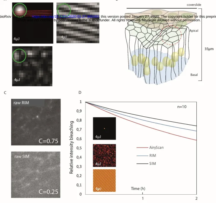 Figure S4: Imaging of the Myosin network in Drosophila leg, bleaching and robustness to aberrations,  related to Figure 4.