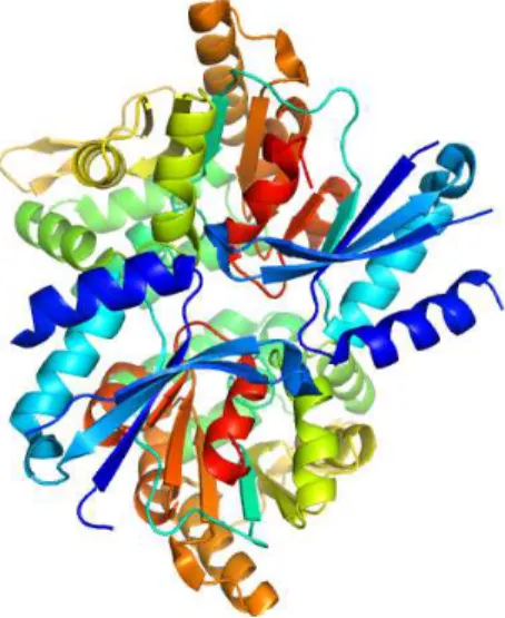 Fig. 2. 3D structure of HAD hydrolase T0658 from Salmonella enterica