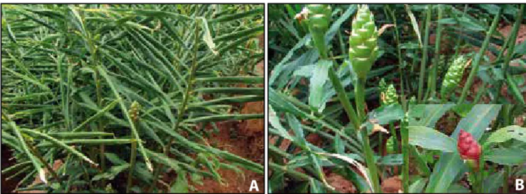 Figura 1. Aspecto geral da planta (A) e da inflorescência (B) do gengibre.