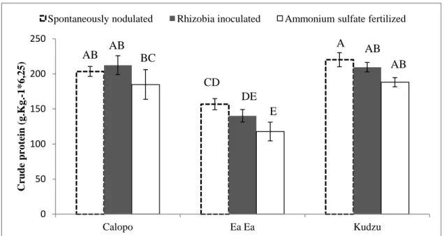 Figure 3. Effect of indigenous soil rhizobia, fertilization and rhizobia inoculation on shoot crude  protein in Calopo, Ea Ea and Kudzu plants