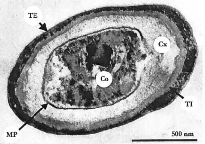Tableau 1.1: dimensions moyennes de spores B. subtilis non-traitées. Longueur et largeur obtenues par microscopie électronique à balayage; hauteur par microscopie à force atomique