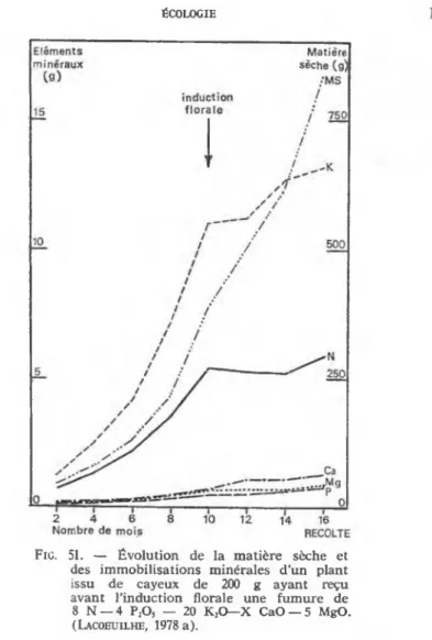 Fig.  51.  —  É vo lu tio n   de  la  m a tiè re   sèche  et  des  im m o b ilisatio n s  m inérales  d ’u n   p lan t  issu  de  cayeux  de  200   g  a y a n t  reçu  av an t  l ’in d u ctio n   florale  im e  fu m u re   de  8  N — 4  PjOs  —  20  KjO—X 