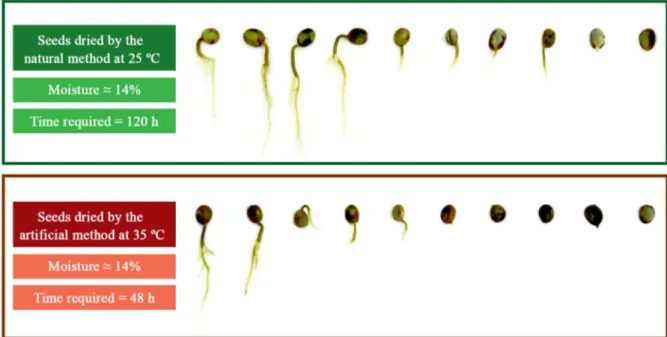 FIGURE 3 - Samples of seeds of genotypes of Coffea canephora Pierre ex A. Froehner, of late maturation  (harvested in July 2017), 30 days after being dried (from 50% to 14% of moisture content) by natural (120 h of  natural circulation of air at 25 ˚C) or 