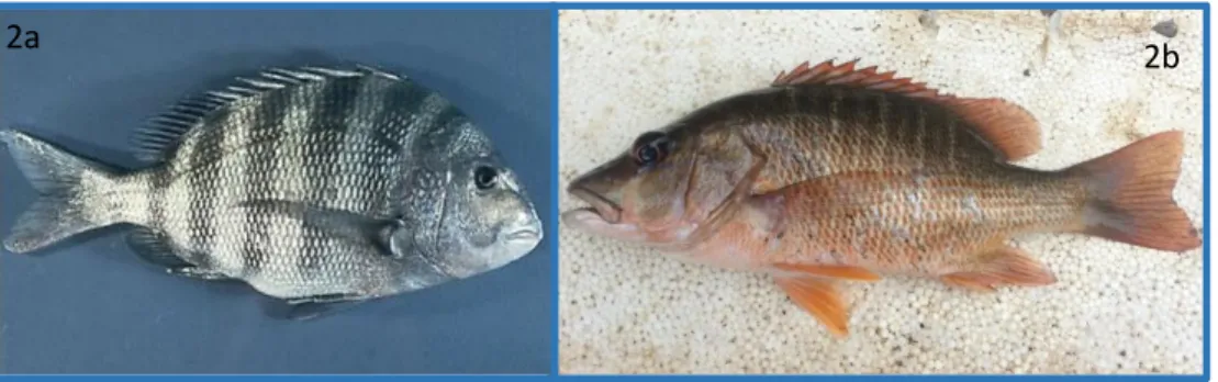 Figura 2 - Exemplares de peixes cultivados na UOPEM. 2a) Sargo-de-dentes  Archosargus probatocephalus 2b) Vermelho  Dentão Lutjanus jocu