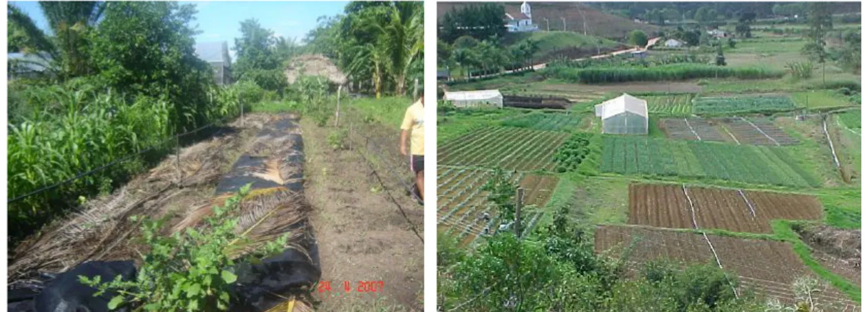 Figura  2:  Sistema  orgânico  de  produção  diversificado  com  culturas  anuais  e  perenes  em  Boa Vista / RR (à esquerda) e área experimental diversificada, do INCAPER, em  Domingos Martins / ES (à direita)
