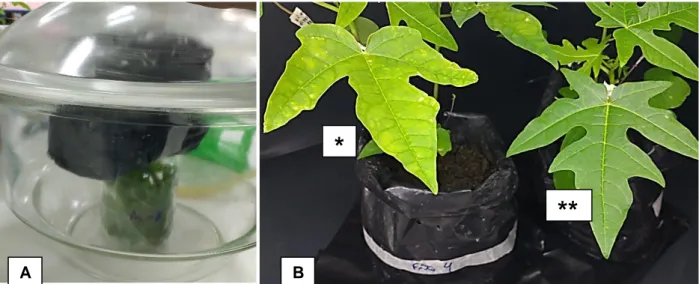 Figura  4.  Gel  de  agarose  após  eletroforese,  onde:  L)  Ladder  Plus  1Kb  Thermo;  1  e  2  )  folhas  não  agroinfiltradas  (controles  negativos);  3)  Fragmento  de  aproximadamente  1500  pb  referente  ao  gene  Espectinomicina  do  vetor  pKSE