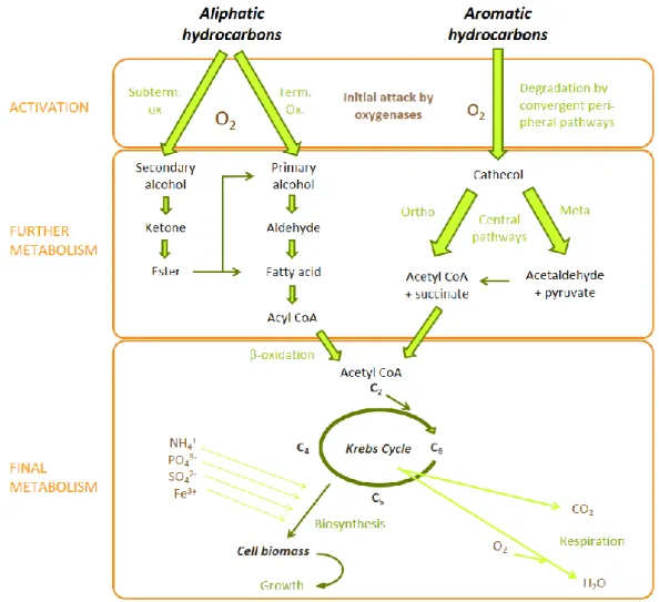 Figure 1.2 Degradation of aliphatic and aromatic hydrocarbons by aerobic bacteria. 