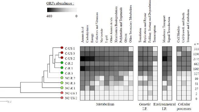 Figure 2.2. Dominant plasmidic ORFs identified with the KEGG database (bottom  groups: level 1, top groups: level 2) for contaminated (C) or non-contaminated (NC),  rhizosphere (R) or unplanted soil (US)