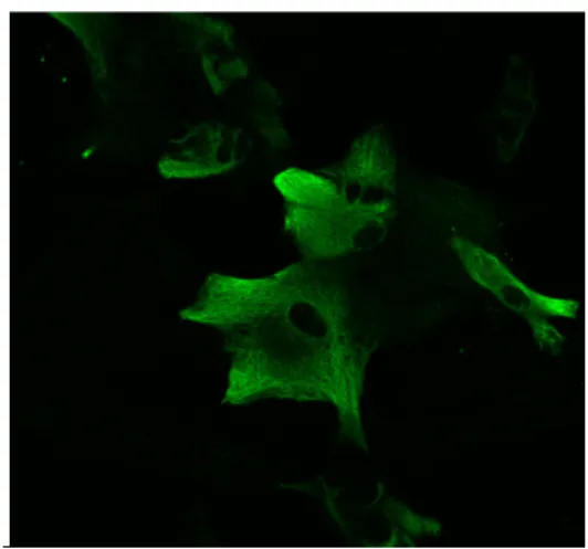 Fig.  11.  Primary  astrocytes  from  newborn  C57BL/6  mice.  Confocal  microscopy. 