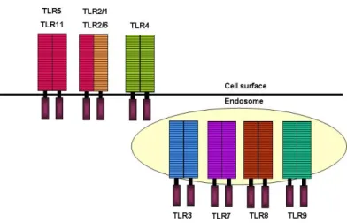 Fig. 7. TLRs and their ligands. TLR2 is essential in the recognition of microbial lipopeptides