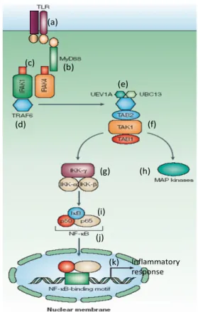 Fig. 8. MyD88 signalisation pathway. For details,  see text. Adapted from [3]. 