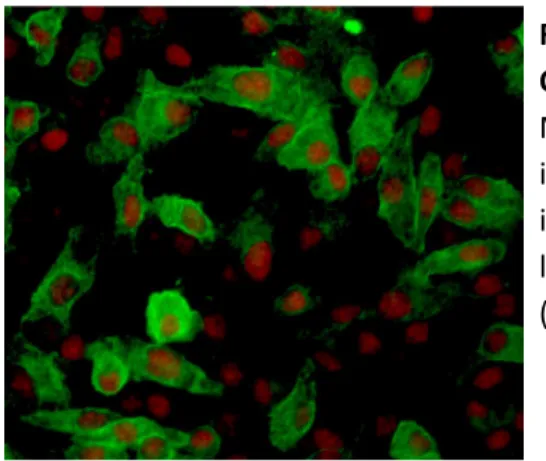 Fig.  10.  Primary  microglia  from  newborn  C57BL/6  mice.  Immunofluorescence  microscopy