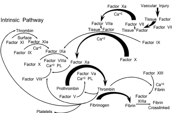 Figure 4. Schematic overview of the blood coagulation cascade.   