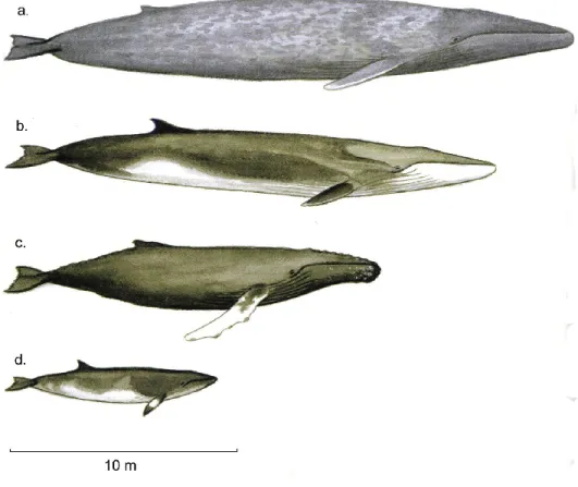 Figure 4. External morphology of the baleen whale species (a. blue whale; b. fin whale; c