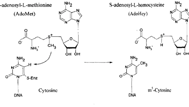 Figure  1.  The  methylation  mechanism  of cytosine  (C)  to  5  methylcytosine  (m5C)