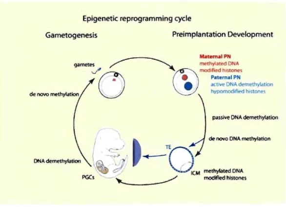 Figure  2.  Epigenetic  reprogramming  cycle.  Epigenetic  modifications  undergo 