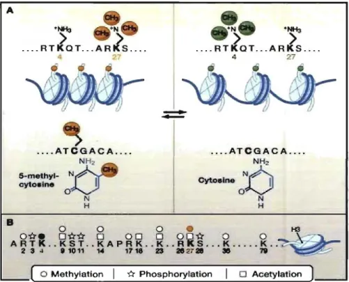 Figure 3. Cytosine methylation is  the only known  covalent modification of DNA  in  mammals