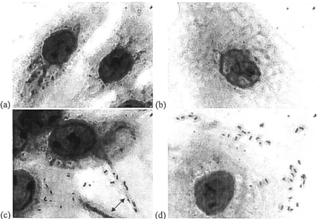 Figure 1. NPTr (a and e) $JPL (b and d) celis stained with Giernsa stain in the presence (c and d) or absence (a and b) of A