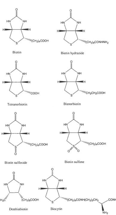 Figure 1.7. Structural formulations ofbiotin and its main derivatives.