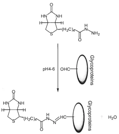 Figure 1.11. Biotinylation of aldehyde groups of glycoproteins.