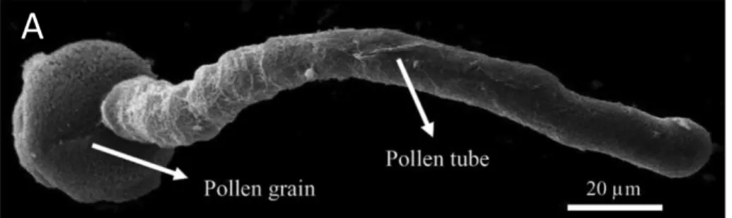 Figure 5. Cellular structure of the pollen tube. A) Scanning electron micrograph of Camellia japonica pollen tube  germinated in vitro