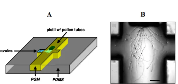 Figure 6. Micro-device for growing pollen tube. (A) Schematic of micro-device showing the overall setup of the  system