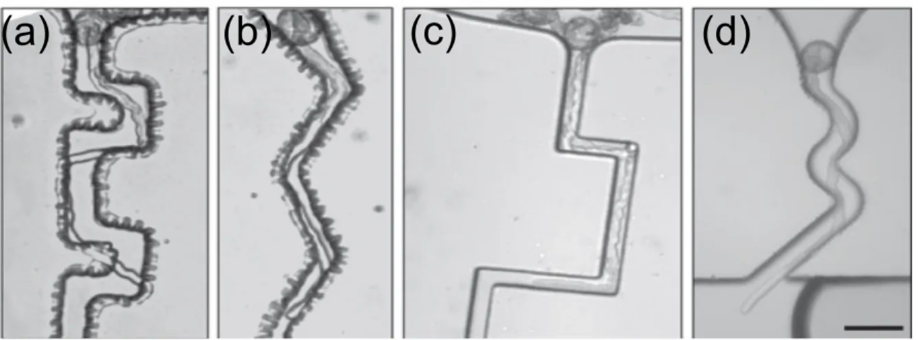 Figure  8.  Microchannel  fabrication  using  two  high-resolution  methods.  (a,  b)  The  fabrication  of  microchannels  provided  by  a  transparency  film  photomask,  which  is  taken  by  high-resolution  digital  printing  (3600  dpi)