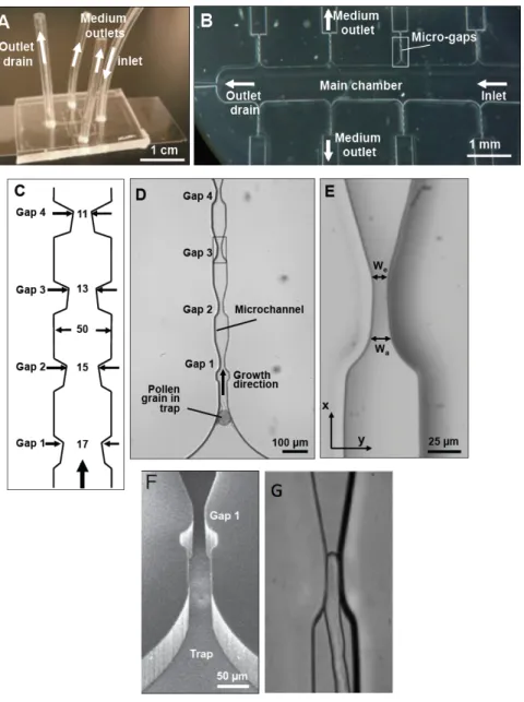 Figure 12. Fabrication of platform for measuring invasion by pollen tubes using microgaps