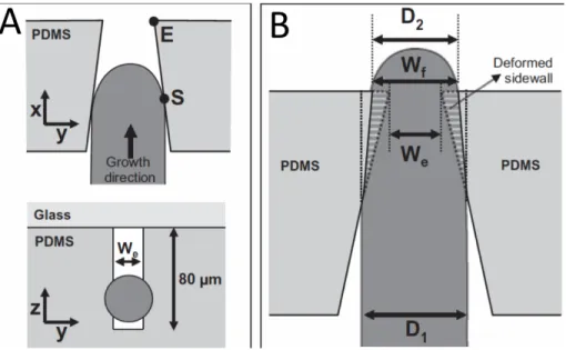 Figure  13.  Schematic  presentation  of  interaction  between  pollen  tube  and  microgap
