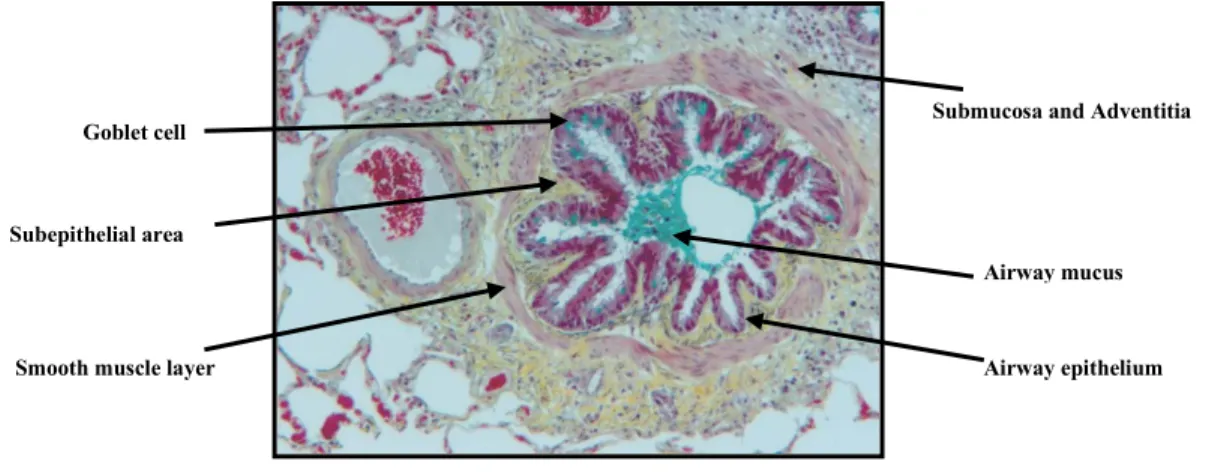 Figure 1  Equine bronchiole stained with Movat pentachrome histological dye, illustrating  the different airway regions 