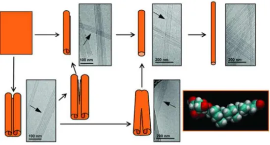 Figure 2.7 Schematic representation for the kinetic process of nanotube formation from  the  sugar-substituted  LCA  derivative  5