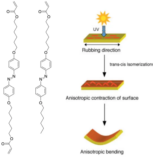 Figure  1.11  A  schematic  of  the  bending  mechanism  of  an  azobenzene-containing  gel  film