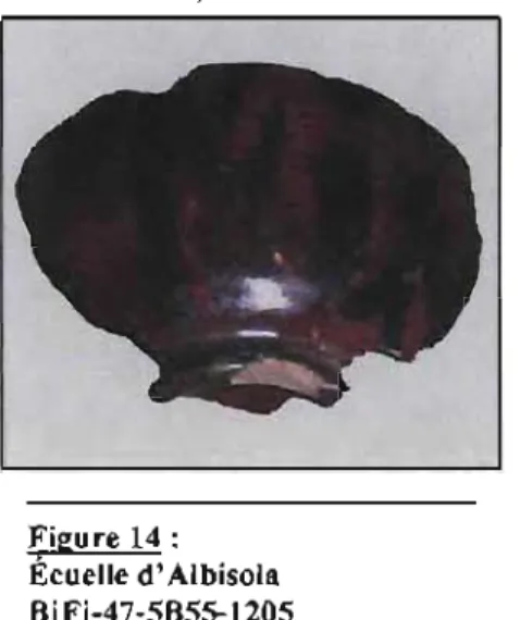 Figure 14 :  Écuelle d'Albisola  BjFj-47-5B55-1205 